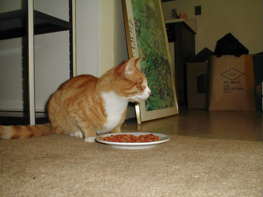 Regulating the cat's food is one of the keys to maintaining a healthy weight.