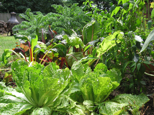 Summer Garden