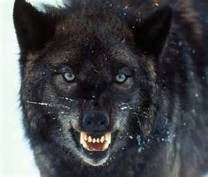 The wolves are always out there