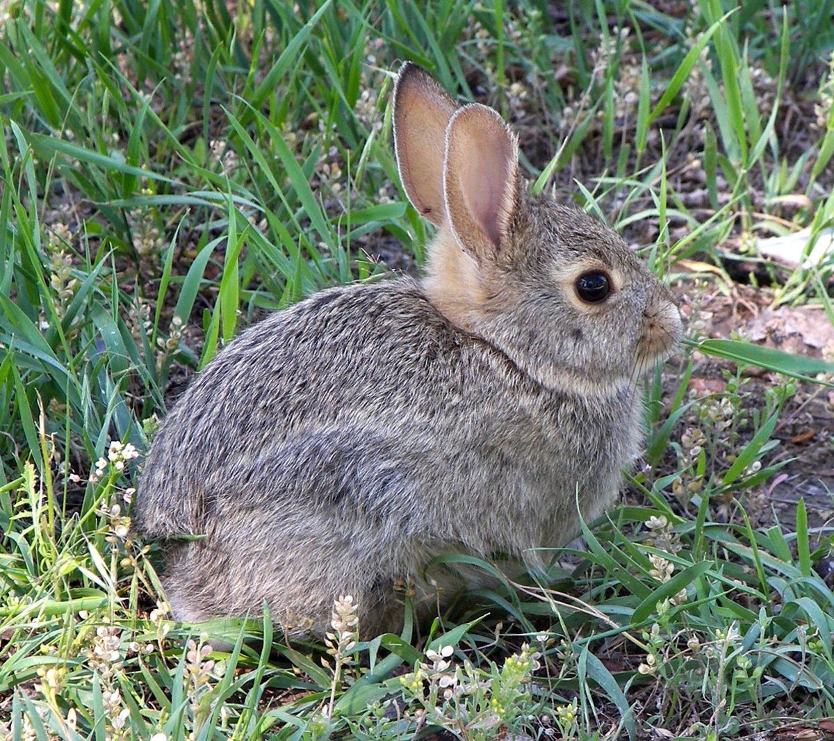 How To Keep Rabbits Out Of Your Garden Dengarden