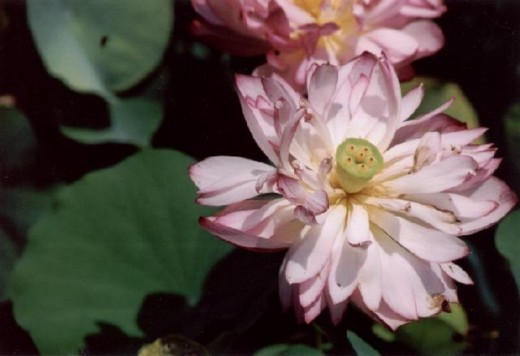 Güzel bir lotus çiçeği