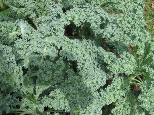 Non-GMO vegetables