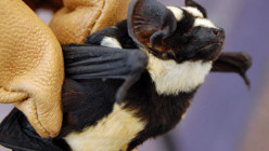 Panda Bat or Badger Bat -- Niumbaha Superba Makes Its Mark