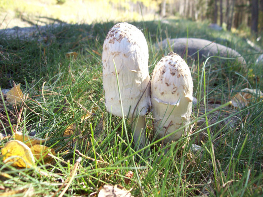 Shaggy Manes