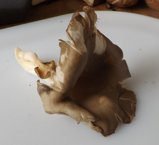 Oyster Mushroom