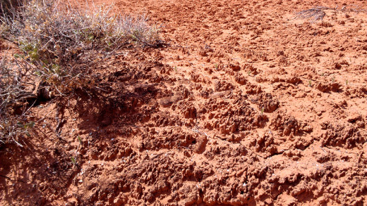 Cryptobiotic soil formation near a desert plant