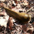 A slug pushes through the leaves. A slug pushes through the leaves.