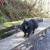 Loui the TrailDog on a bench. Loui the TrailDog on a bench.