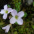 Beautiful flowers on the trail. Beautiful flowers on the trail.