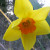 A daffodil on the trail in the wild. A daffodil on the trail in the wild.