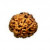 4 faced Rudraksha