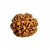 6 Mukhi Rudraksha