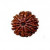 10 Mukhi Rudraksha