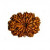 12 Mukhi Rudraksha