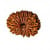 14 Mukhi Rudraksha