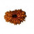 16 Mukhi Rudraksha