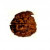 Ganesha Rudraksha Bead