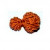 Garbha Gauri Rudraksha Bead