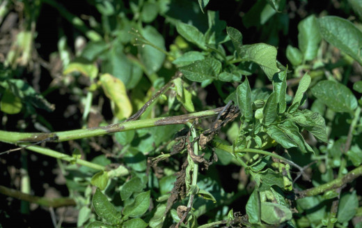 Late Potato Blight