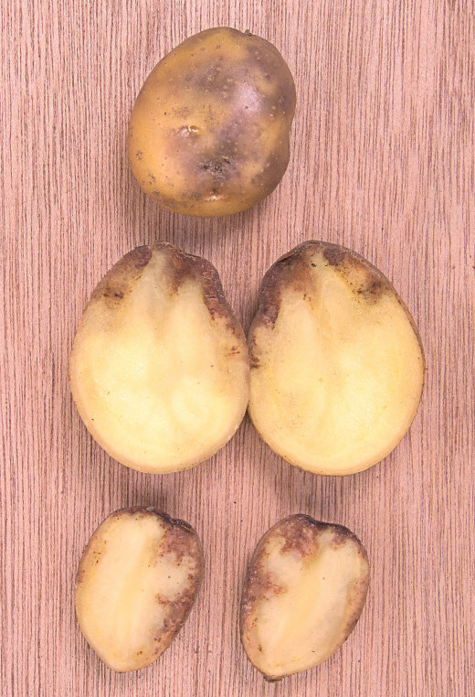 Potatoes infected with Blight.