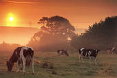 Dairy cows grazing somewhere in the heartland at dawn. 