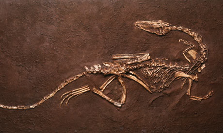 Fossil of Coelophysis with the baby seen inside the stomach area