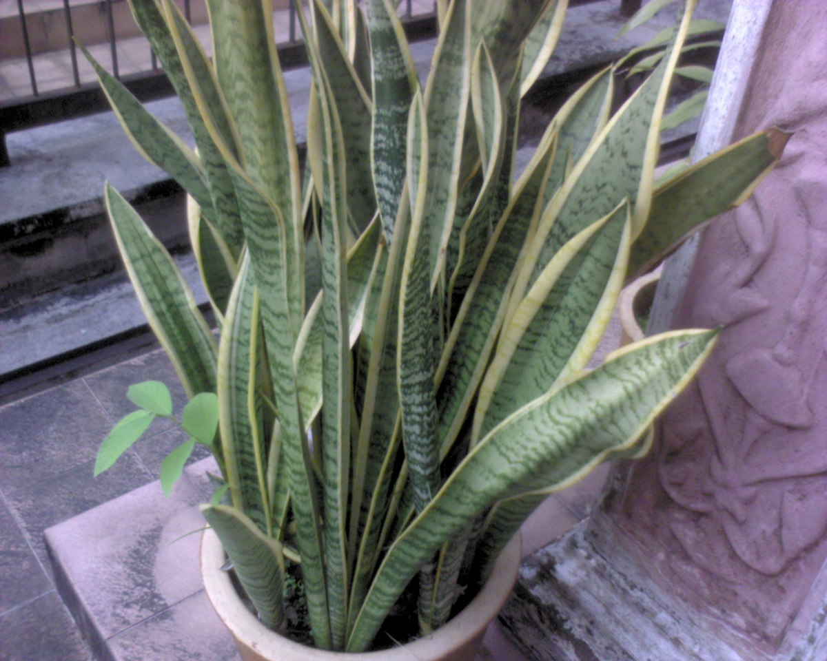 a pot of green decorative leafy plant