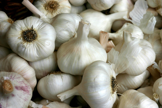 Garlic has many health and medicinal properties when eaten or used in remedies such as tinctures and syrups.
