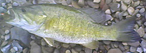 Monster Ohio River smallmouth bass make fishing an unforgettable experience.