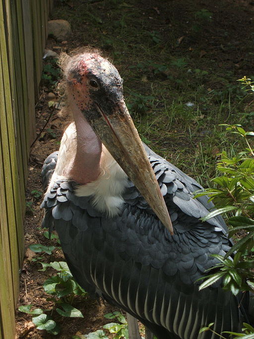 Marabou stork close-up
