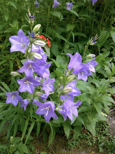 Gorgeous flowers - best part of Spring! 