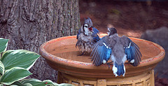 Blue Jays in the Bird Bath