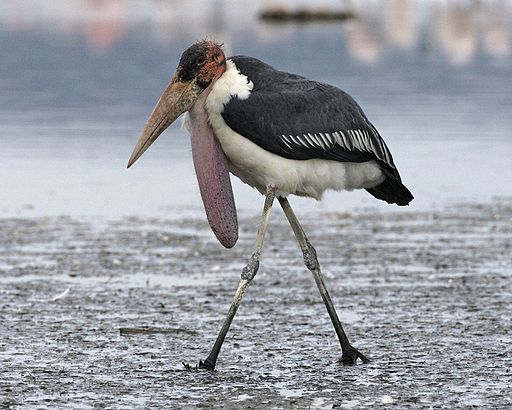 Marabou stork with neck pouch