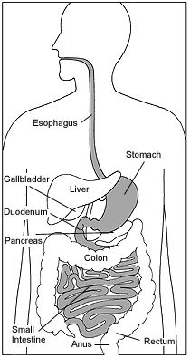 If you contract a disease 20 years from now in one of these organs, could the cure be as simple as just printing out a new one?