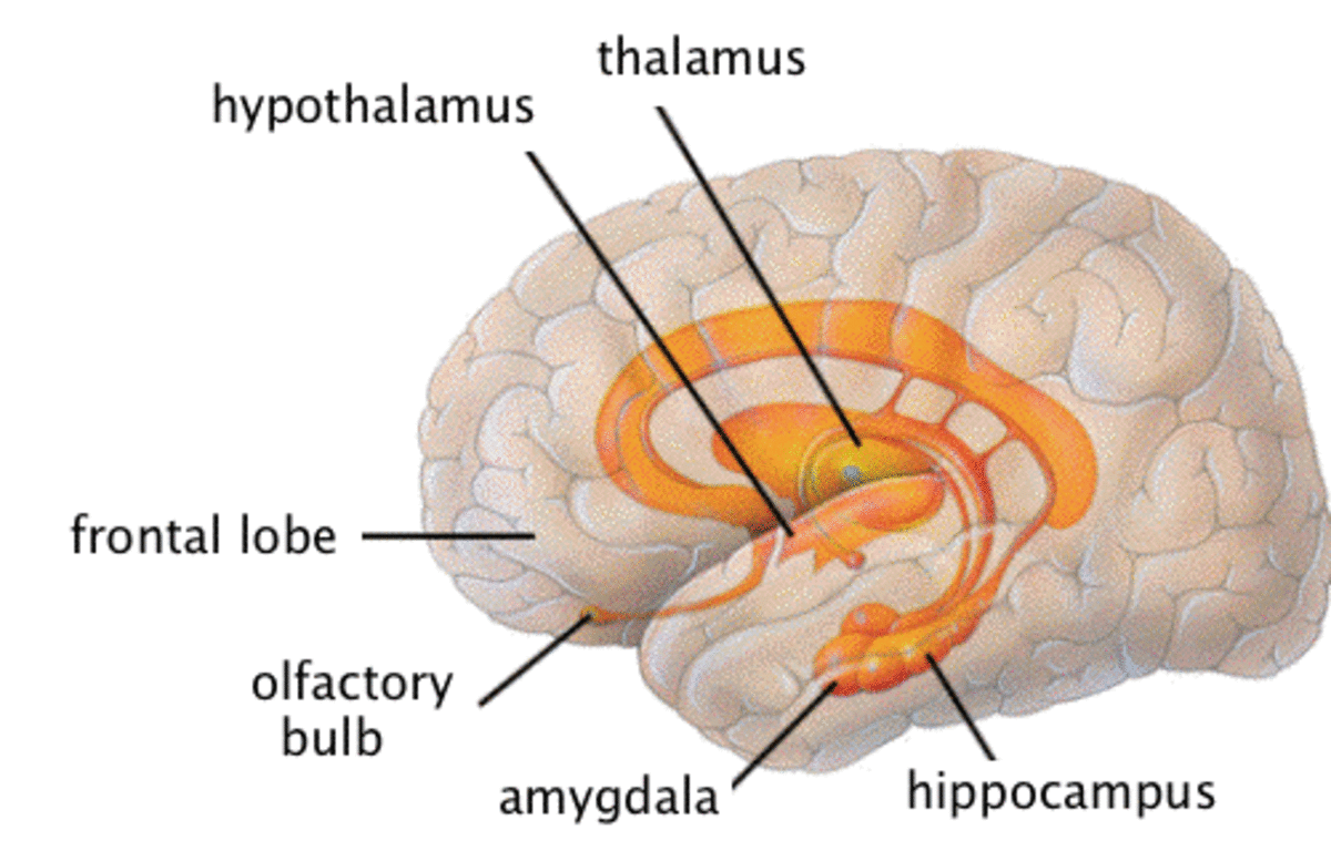 The Human Limbic System: The Brain's Emotional Core | HubPages