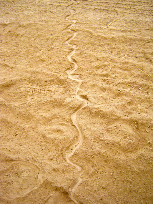 Snake tracks