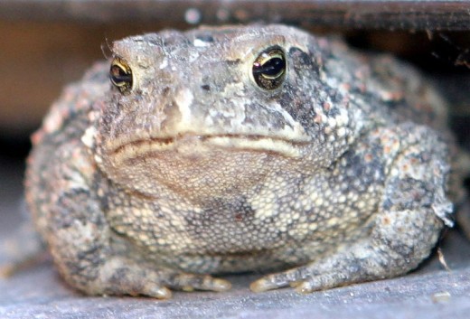 toad, toed, towed