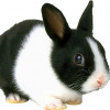 Bunnylover300 profile image