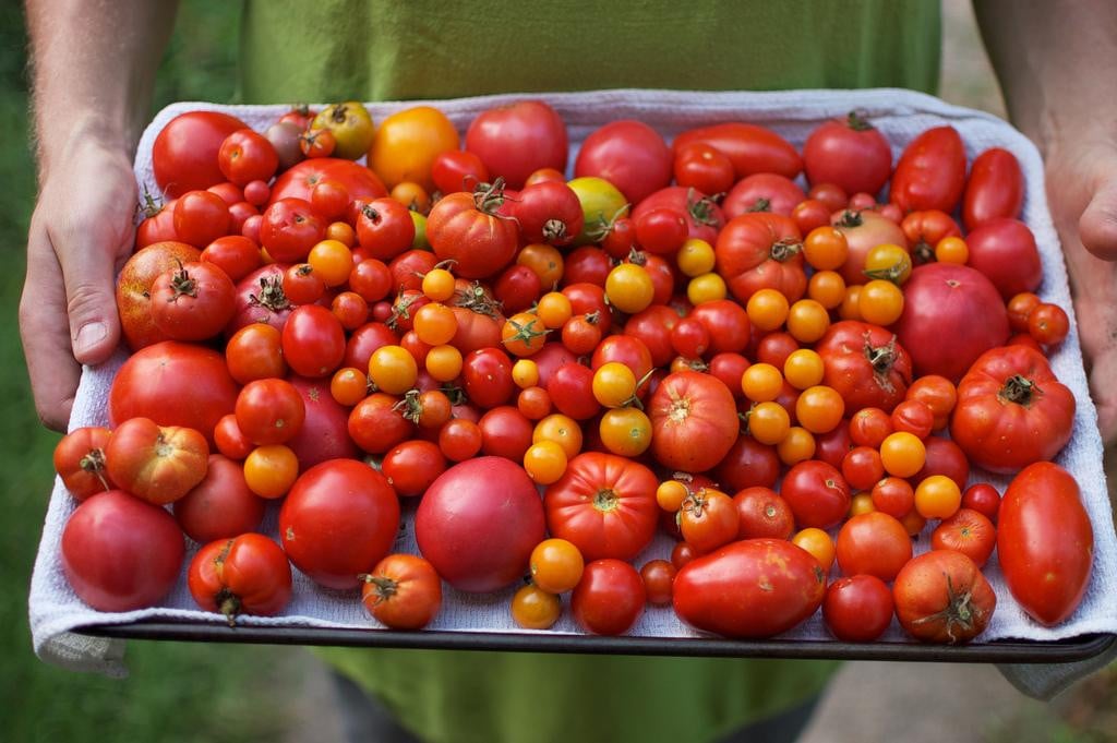 Determinate vs. Indeterminate Tomatoes