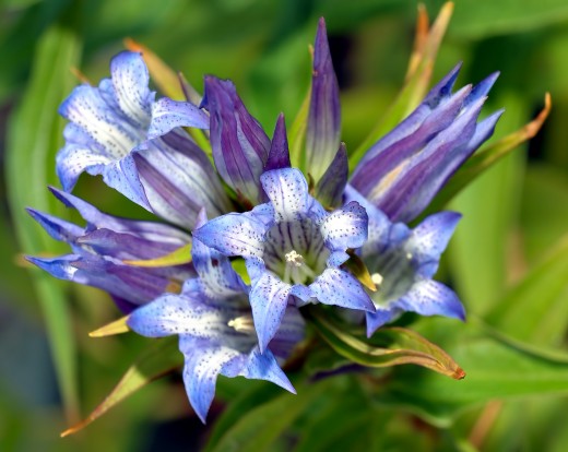 These Willow Gentians grown on a large stalk and last several years.  Each flower is around 5.5 cm in diameter, and tend to be a deep lavender color.