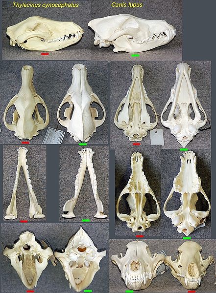 A copy of a wolf and thylacine skull, which demonstrates the uncanny resemblance between the two species, despite the fact that they are not closely related at all.