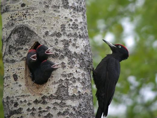 By being able to excavate live wood, woodpeckers around the wood, have the luxury of access to both usually untapped food and also a secure breeding site. 
