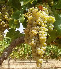 Palomino grapes that are used in all Spanish sherries.
