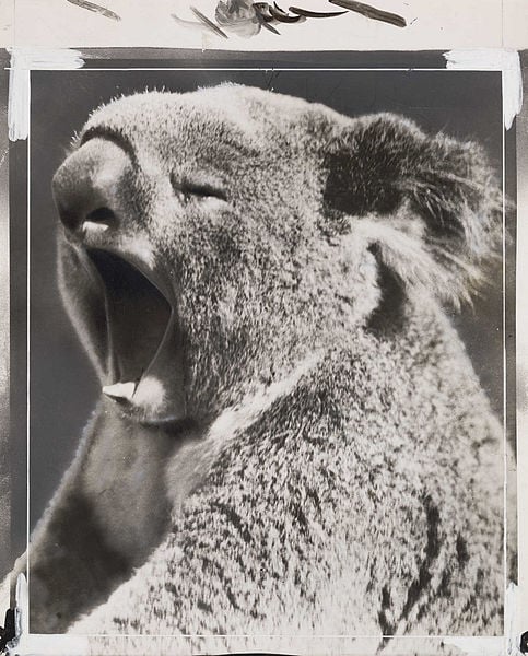 Yawning koala bear, from the museum's massive photographic archive.