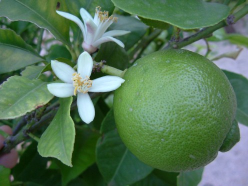 naturally heals the skin and is great at reducing any rashes or inflammation.