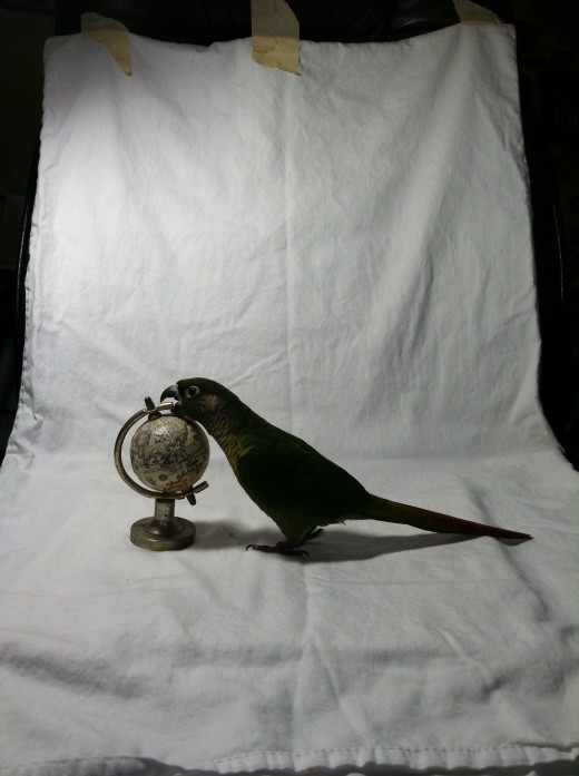 The pet explores the space- a white pillowcase taped to a computer chair- and prop.