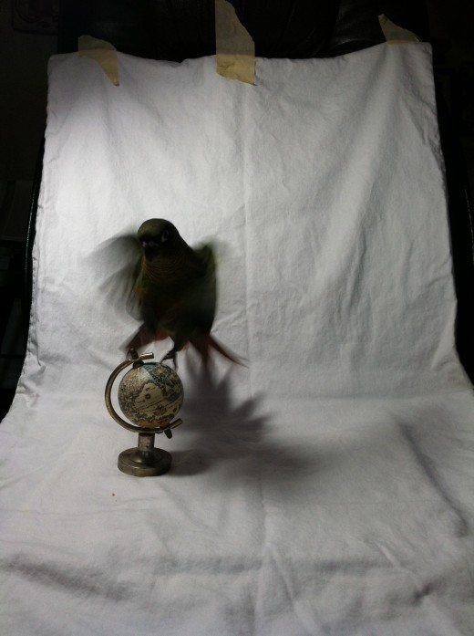 Many of the shots- like this one- will be blurry and useless, but it's important to take a lot to make sure you get that one good one.