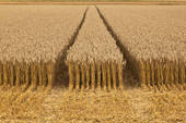 Corn fields ready to harvest