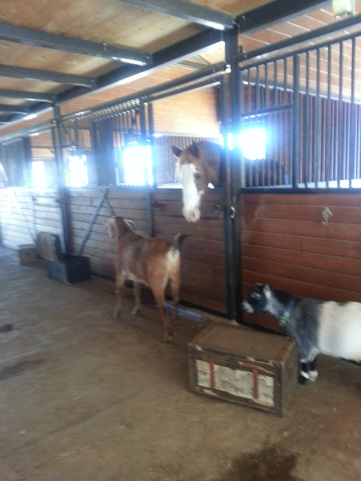 Farm animals bond at Villa Chardonnay