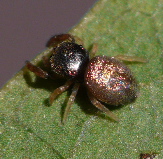 10 weirdest spiders in the world hubpages